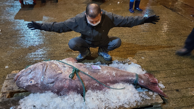 11일 오전 부산공동어시장 직원이 이날 위판된 180cm 대형 돗돔의 크기를 재어보고 있다. 부산공동어시장 제공