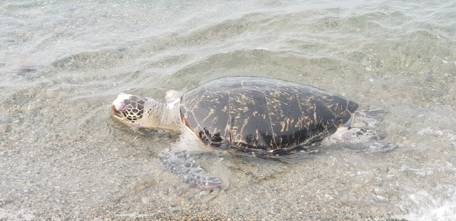 우리나라 연안에서 발견된 바다거북 사체. KIOST 제공