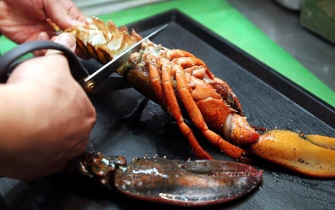 살짝 익은 바닷가재를 통째 자르고 있다. 정종회 기자 jjh@