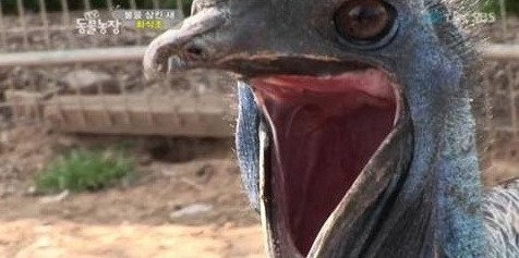 사진=SBS '동물농장' 방송화면 캡처