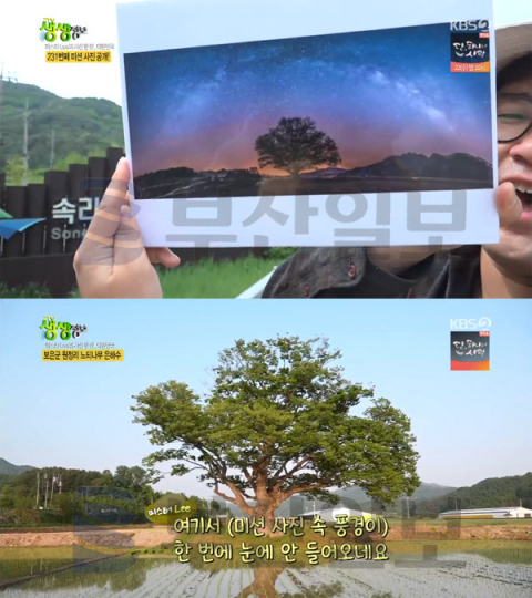 '2TV 생생정보' 보은 원정리 느티나무 은하수-속리산 신 축제-정이품송-솔향공원 스카이바이크…미스터Lee의사진한컷