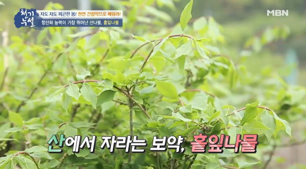 사진=MBN 천기누설 화면 캡처.