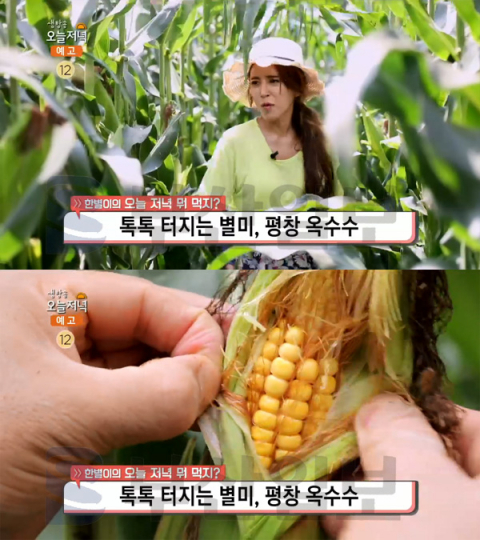 '생방송 오늘 저녁' 평창 옥수수(강냉이) 국수, 대화면 평창면옥…한별이의 뭐먹지(오늘방송맛집)