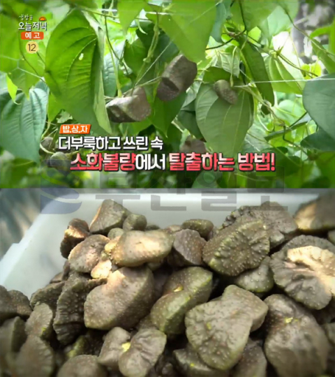 '생방송 오늘 저녁' 하늘을 나는 열매마, 위 건강 지킴이…밥상자