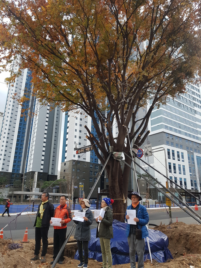 18일 부산그린트러스트 등 환경단체가 부산시청 앞 수령 70년 된 느티나무에 금줄을 치고 BRT 공사로 인해 나무를 이식해서는 안 된다고 요구하고 있다.부산그린트러스트 제공.