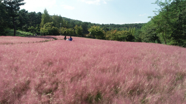 명소로 떠오른 울산대공원의 핑크뮬리 군락지.