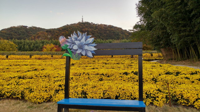 국화 축제가 한창인 태화강 국가정원.