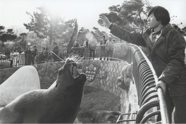 동래동물원 최고의 재롱둥이는 단연 물개였습니다. 1978년 2월 동래동물원에서 조련사가 물개에게 먹이를 던져주는 장면입니다. 부산일보DB