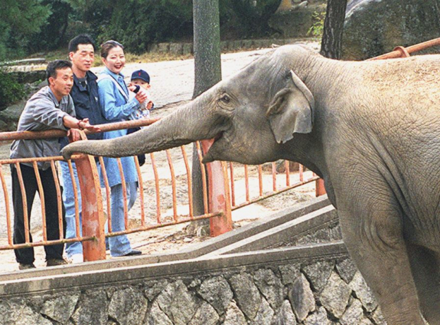 동래동물원의 '슈퍼 스타'는 코끼리 '삼돌이'었습니다. 삼돌이는 동물원이 문을 닫으면서 대전으로 팔려갔지만, 현재까지 잘 지내고 있다네요. 부산일보DB