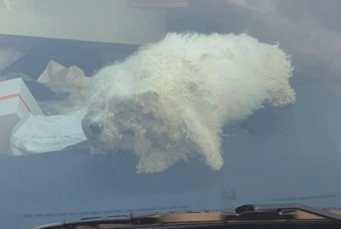 부산 해운대구 한 아파트에 주차된 차량 안에서 홀로 발견된 강아지. 독자 제공