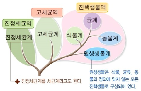 고세균 구조