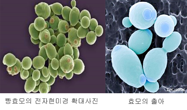 오른쪽 사진에서는 빵효모의 자손이 출아하여 떨어져 나가기 전의 형태와 떨어져 나간 후의 상처(흉터)가 보인다. 오래된 것은 표면에 여러 개의 흔적이 나타난다. 사진제공 이태호 교수