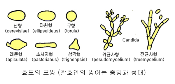 사진제공 이태호 교수