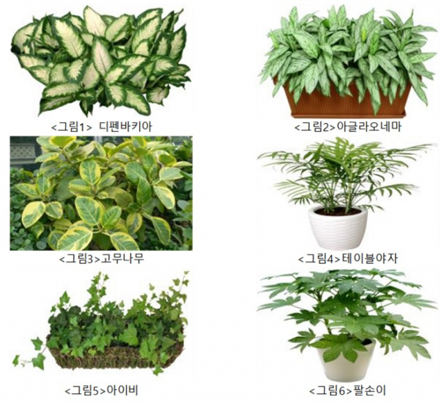 관엽식물의 종류. 농촌진흥청 제공