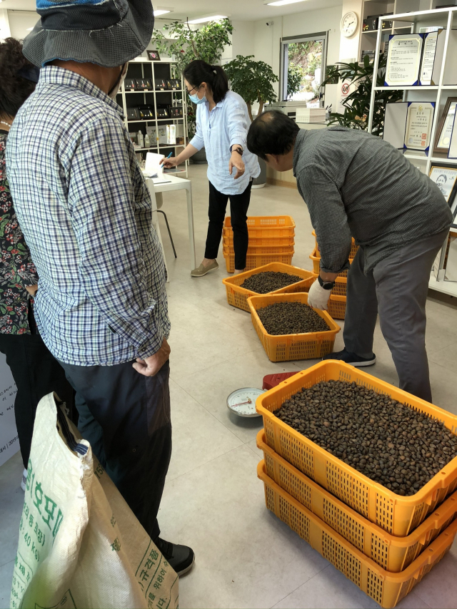 동백 관련 제품 판로가 확대되면서 원료가 되는 씨앗 수매도 꾸준히 늘었다. 한국동백연구소는 2011년 15t을 시작으로 2018년 27t, 2019년 32t, 작년 34t을 사들이는 등 꾸준히 수매량을 늘리고 있다. 올해도 최근 두 달 사이 두 달 사이 180여 명이 수매에 참여해 총 43t을 수확했다. 통영시 제공