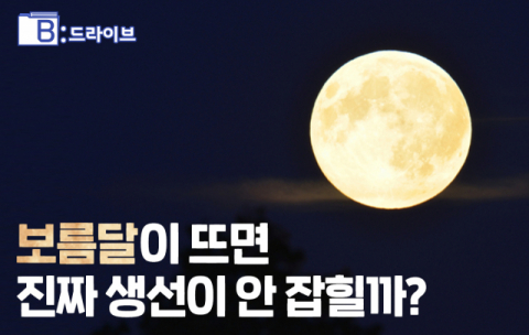 [B:드라이브] 달이 밝으면 진짜 생선이 안 잡힐까?