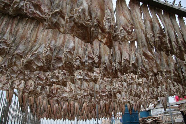 경남권 최대 물메기 산지인 통영시 추도 덕장. 부산일보 DB