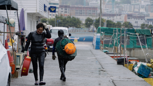 이달 21일 오후 물질을 마친 송도 해녀들이 비를 맞으며 암남항 해녀촌으로 해산물을 옮기고 있다. 정윤혁 PD jyh6873@busan.com