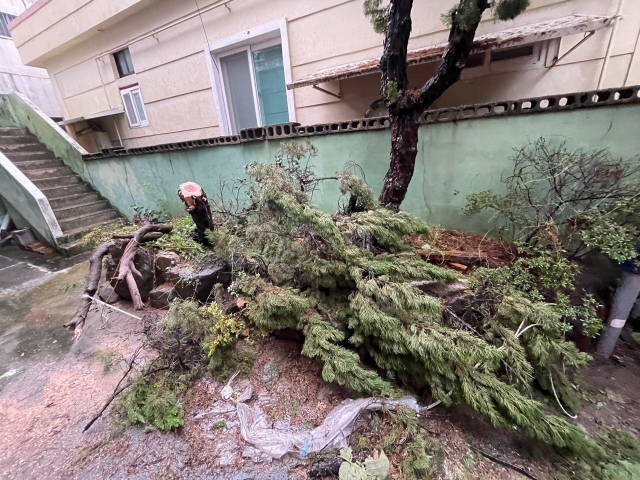 울산시 남구 신정동 한 주택에서 강한 바람에 나무가 부러진 채 쓰러져 있다. 울산소방본부 제공