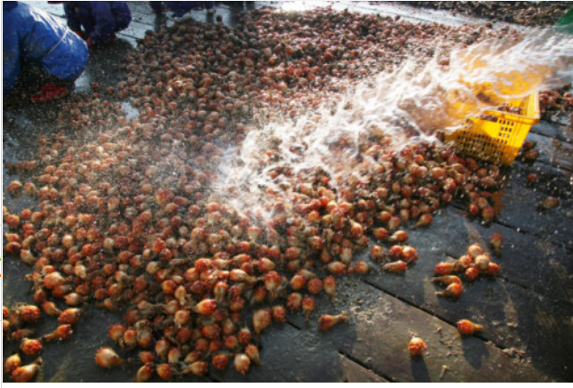 최근 5년간 빈산소수괴(산소부족 물 덩어리) 발생에 따른 어가 피해가 경남에 집중된 것으로 나타나 대책 마련이 시급한 것으로 지적됐다. 멍게 주산지인 통영의 한 뗏목에서 양식 멍게 수확작업이 한창이다. 부산일보DB