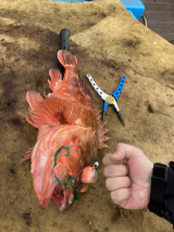 머리가 주먹 만한 4짜 쏨뱅이.