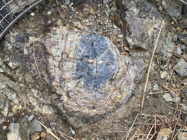중생대 나무 화석 간월산 규화석.
