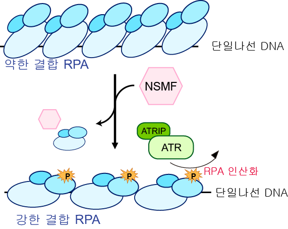 그림. DNA 복제 스트레스에서 NSMF에 의한 ATR의 RPA 인산화 증가에 대한 모식도. DNA 복제 스트레스가 발생하면 DNA 복제가 멈추고 단일나선 DNA가 형성된다. 이때 많은 RPA들이 약한 결합 형태로 단일나선 DNA에 결합한다. NSMF는 약한 형태로 결합된 RPA를 떨어뜨리고, 남아있는 RPA들을 강한 결합 형태로 바꿔준다. 그리고 강한 형태로 바뀐 RPA는 ATR에 의해서 인산화가 이루어져 ,DNA 복제 스트레스를 해소하는 단백질들을 멈춰진 DNA 복제 부위로 모아서 DNA 복제 스트레스를 빠르게 해소한다. UNIST 제공
