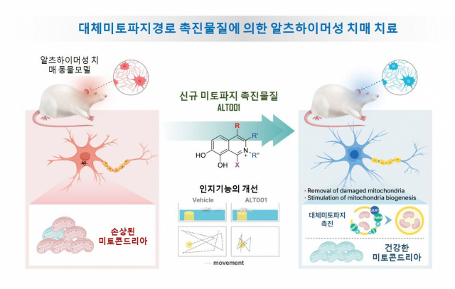 신규 치료물질 ALT001의 미토파지 촉진을 통한 치매치료 효과