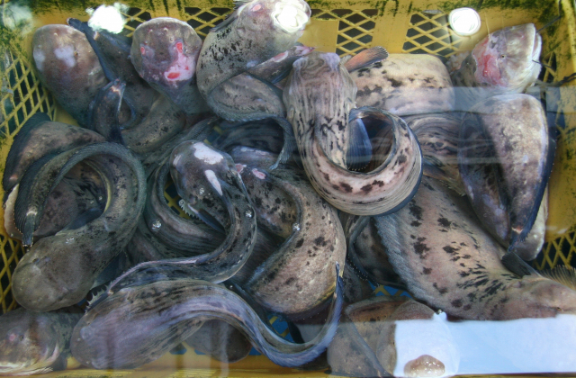 통영 추도가 주산인 물메기. 부산일보DB