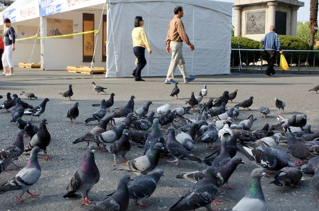 부산 용두산공 원에서 비둘기들이 모이를 먹고 있다. 부산일보DB