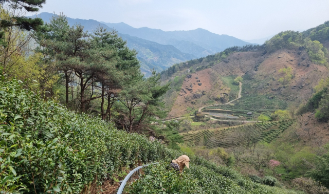 하동군 화개면과 악양면 일대에서 1200년 전통을 자랑하는 하동 야생햇차 수확이 본격적으로 시작됐다. 하동 야생차는 청명(4월 4일) 이전에 수확하는 명전을 시작으로 곡우(4월 20일) 이전의 ‘우전(雨前)’, 입하(5월 5일) 이전에 따는 ‘세작(細雀)’, 5월 20일 이전에 생산하는 ‘중작(中雀)’을 거쳐 6월까지 이어진다. 하동의 야생차밭은 지리산과 섬진강 사이에 안개가 자욱하고 다습하며 일교차가 큰 환경에 자리하고 있으며, 특히 점토 함량이 낮은 마사질 양토는 고품질 녹차 생산에 적합하다는 평가를 받고 있다. 덕분에 하동녹차는 우수한 맛과 품질로 삼국시대부터 ‘왕의 녹차’로 불리며 진상품으로 쓰였다는 기록이 있으며, 현재는 전국 차 생산량의 30%를 차지하고 있다. 하동군 제공