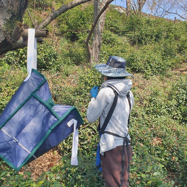 하동군 화개면과 악양면 일대에서 1200년 전통을 자랑하는 하동 야생햇차 수확이 본격적으로 시작됐다. 하동 야생차는 청명(4월 4일) 이전에 수확하는 명전을 시작으로 곡우(4월 20일) 이전의 ‘우전(雨前)’, 입하(5월 5일) 이전에 따는 ‘세작(細雀)’, 5월 20일 이전에 생산하는 ‘중작(中雀)’을 거쳐 6월까지 이어진다. 하동의 야생차밭은 지리산과 섬진강 사이에 안개가 자욱하고 다습하며 일교차가 큰 환경에 자리하고 있으며, 특히 점토 함량이 낮은 마사질 양토는 고품질 녹차 생산에 적합하다는 평가를 받고 있다. 덕분에 하동녹차는 우수한 맛과 품질로 삼국시대부터 ‘왕의 녹차’로 불리며 진상품으로 쓰였다는 기록이 있으며, 현재는 전국 차 생산량의 30%를 차지하고 있다. 하동차생산자협의회 제공