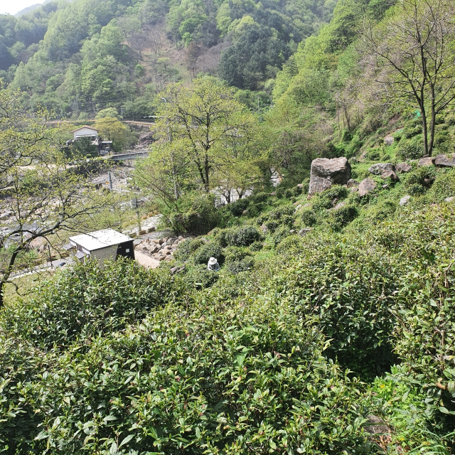 하동군 화개면과 악양면 일대에서 1200년 전통을 자랑하는 하동 야생햇차 수확이 본격적으로 시작됐다. 하동 야생차는 청명(4월 4일) 이전에 수확하는 명전을 시작으로 곡우(4월 20일) 이전의 ‘우전(雨前)’, 입하(5월 5일) 이전에 따는 ‘세작(細雀)’, 5월 20일 이전에 생산하는 ‘중작(中雀)’을 거쳐 6월까지 이어진다. 하동의 야생차밭은 지리산과 섬진강 사이에 안개가 자욱하고 다습하며 일교차가 큰 환경에 자리하고 있으며, 특히 점토 함량이 낮은 마사질 양토는 고품질 녹차 생산에 적합하다는 평가를 받고 있다. 덕분에 하동녹차는 우수한 맛과 품질로 삼국시대부터 ‘왕의 녹차’로 불리며 진상품으로 쓰였다는 기록이 있으며, 현재는 전국 차 생산량의 30%를 차지하고 있다. 하동차생산자협의회 제공