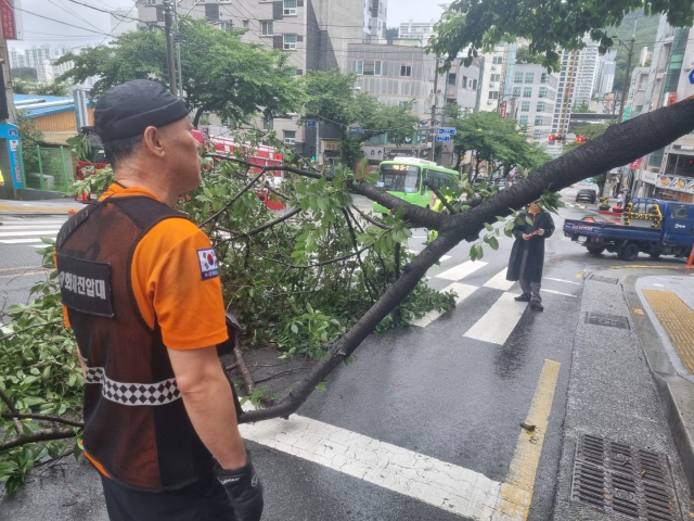 22일 오후 부산 사상구 주례동 도로에 가로수가 부러져 있다. 부산소방재난본부 제공