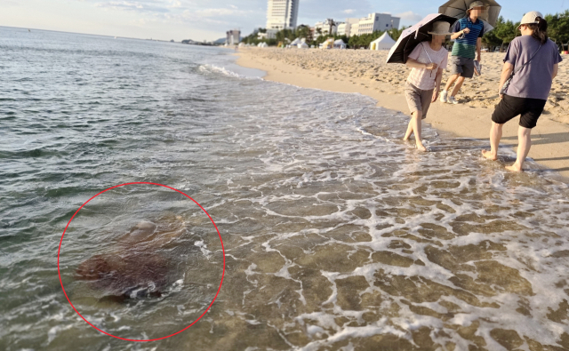 최근 강원 동해안 해수욕장에서 해파리 쏘임 사고가 잇따르고 있는 가운데 지난 7월 22일 강릉시 경포해수욕장 백사장 가까이에 커다란 노무라입깃해파리가 파도에 쓸려 유영하고 있다. 연합뉴스