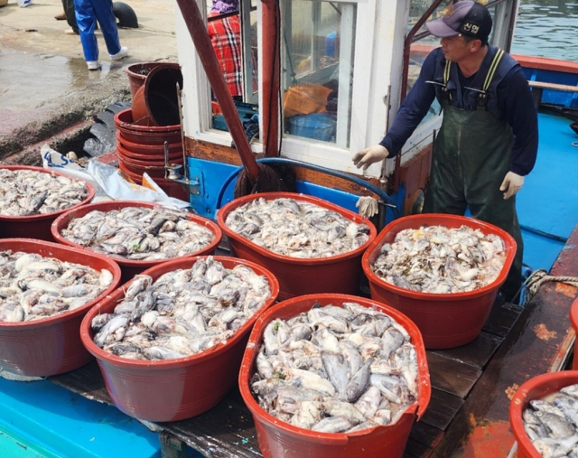 경남 남해안 양식 어류 고수온 피해가 역대 최악으로 치닫는 가운데, 25일 기준으로 통영 연안에서만 1200만 마리가 넘는 물고기가 떼죽음 했다. 독자 제공