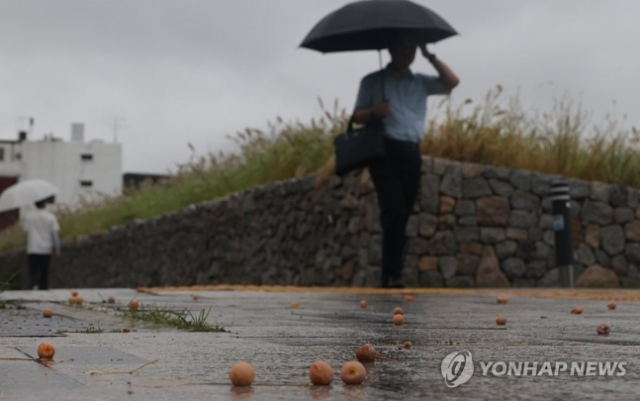 전국 대부분 지역에서 비가 내린 12일 서울 시내에 은행나무 열매가 떨어져 있다. 연합뉴스