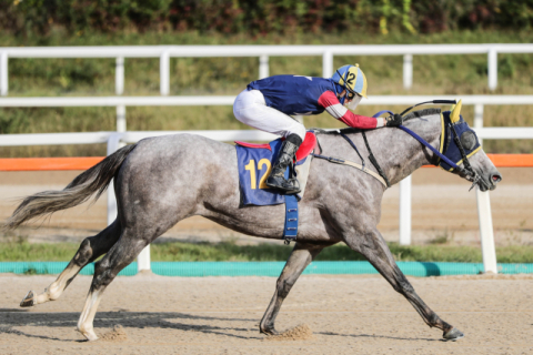 2세 최강마 마지막 관문 제16회 브리더스컵 루키 24일 개최