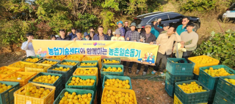 거제시농업기술센터, 유자 수확 농촌일손돕기 추진