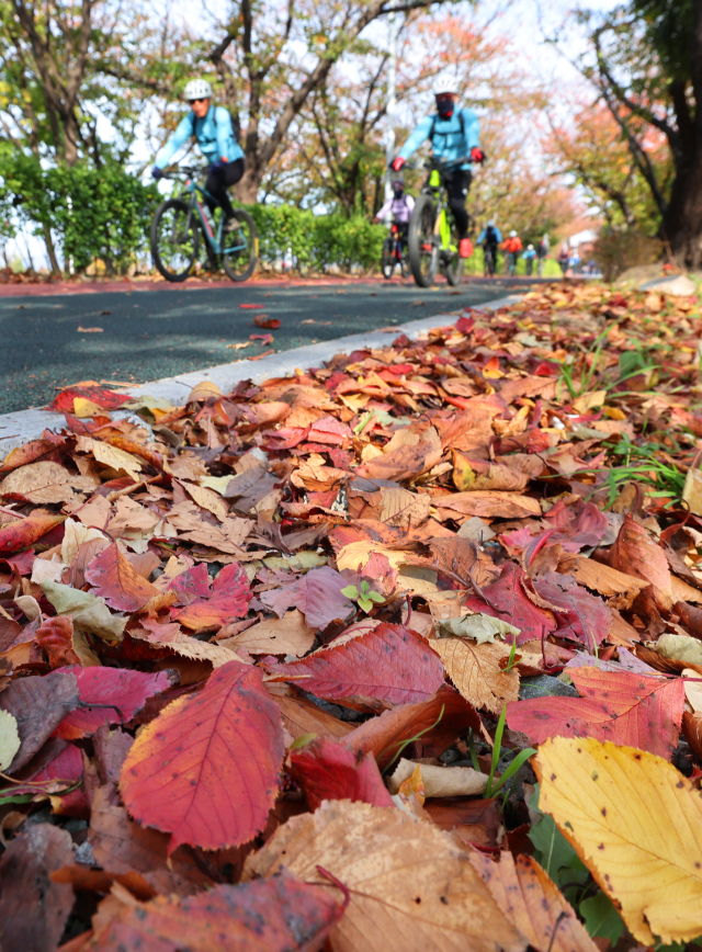 지난 23일 부산 사상구 낙동제방 벚나무길에서 시민들이 낙엽이 내려앉은 산책로를 따라 자전거를 타고 있다. 정종회 기자 jjh@