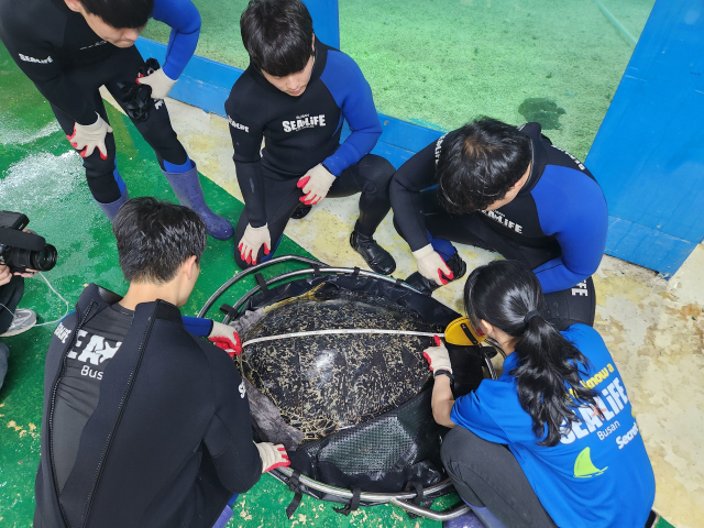 부산 아쿠아리움 관계자가 긴급 구조된 푸른바다거북의 건강 상태를 살피고 있다. 씨라이프부산 제공