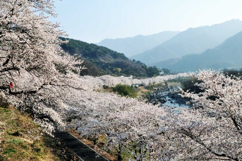 봄 삼킨 화마에… 지역축제 잇단 취소·연기