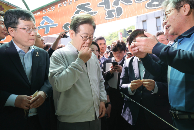 더불어민주당 이재명 대선 후보가 '골목골목 경청투어:국토종주편'에 나선 7일 전북 진안군 새참거리 앞 인삼 가게에 들러 수삼을 맛보고 있다. 연합뉴스