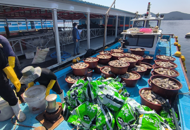 고수온으로 인한 양식 수산물 피해가 극심했던 지난해 9월 경남 거제시 한 항구에서 폐사한 양식 어류 사체를 수거하고 있다. 부산일보DB