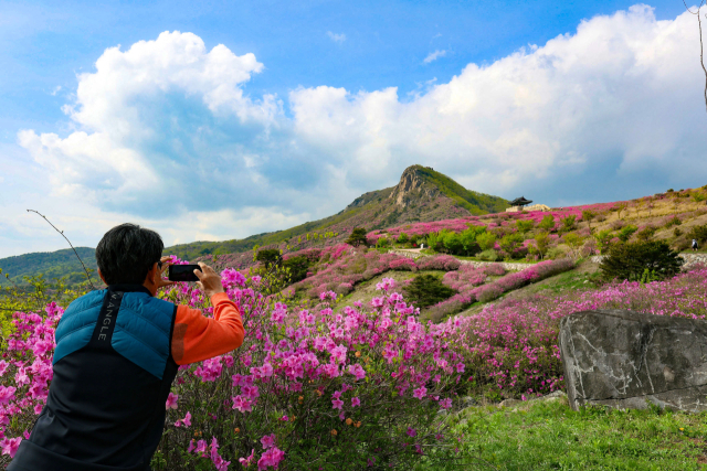 8일 경남 산청군 차황면 법평리 황매산 철쭉이 개화해 진분홍빛 산상화원을 이루고 있다. 황매산 철쭉 개화는 현재 80% 수준으로, 이번 주말께 절정을 이룰 것으로 예상된다. 주말까지 이어지는 제41회 산청황매산쭉제에서는 산청의 우수한 농특산물과 체험행사를 즐길 수 있다. 산청군 제공