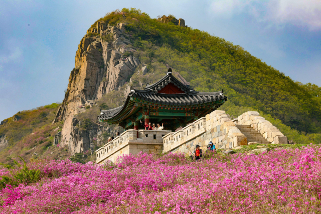 8일 경남 산청군 차황면 법평리 황매산 철쭉이 개화해 진분홍빛 산상화원을 이루고 있다. 황매산 철쭉 개화는 현재 80% 수준으로, 이번 주말께 절정을 이룰 것으로 예상된다. 주말까지 이어지는 제41회 산청황매산쭉제에서는 산청의 우수한 농특산물과 체험행사를 즐길 수 있다. 산청군 제공