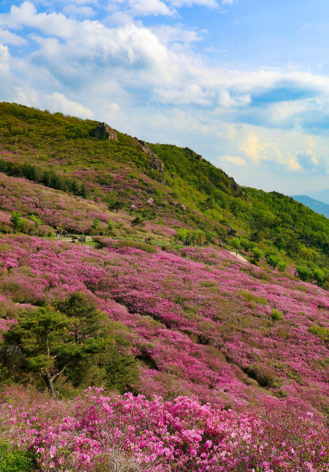 8일 경남 산청군 차황면 법평리 황매산 철쭉이 개화해 진분홍빛 산상화원을 이루고 있다. 황매산 철쭉 개화는 현재 80% 수준으로, 이번 주말께 절정을 이룰 것으로 예상된다. 주말까지 이어지는 제41회 산청황매산쭉제에서는 산청의 우수한 농특산물과 체험행사를 즐길 수 있다. 산청군 제공