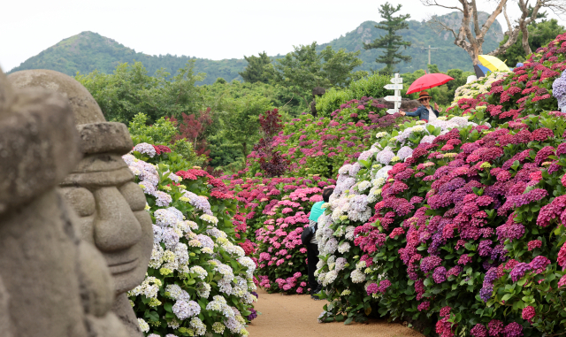 제주도에 이른 장마가 시작된 12일 오전 제주 서귀포시 안덕면 덕수리 카페 마노르블랑을 찾은 관광객이 우산을 쓰고 수국이 만개한 정원을 산책하고 있다. 연합뉴스