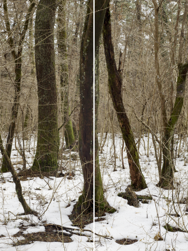 정희승의 '윌더'(Wilder) 중 '무제'(Untitled, a set of 2 panels). 고은 깁슨 사진미술관 제공