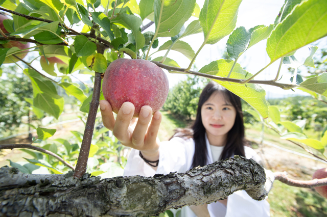 경남도농업기술원 관계자가 강한 햇살 아래 탐스럽게 익은 빨간 사과를 살펴보고 있다. 경남도농업기술원은 여름 휴가철 출하를 목표로 여름사과 품종 개발에 집중하고 있다. 수분과 유기산이 풍부한 사과의 특성상, 무더위 속 입맛 회복과 수분 보충에 도움이 될 것으로 기대된다. 경남도농업기술원 제공